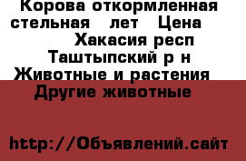 Корова откормленная стельная 5 лет › Цена ­ 45 000 - Хакасия респ., Таштыпский р-н Животные и растения » Другие животные   